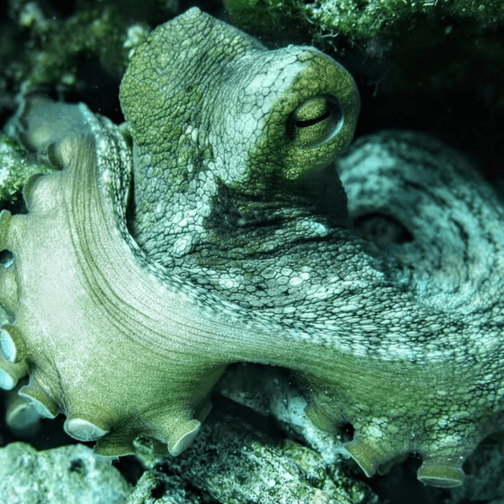 Dive in Greece - Blue Island Divers