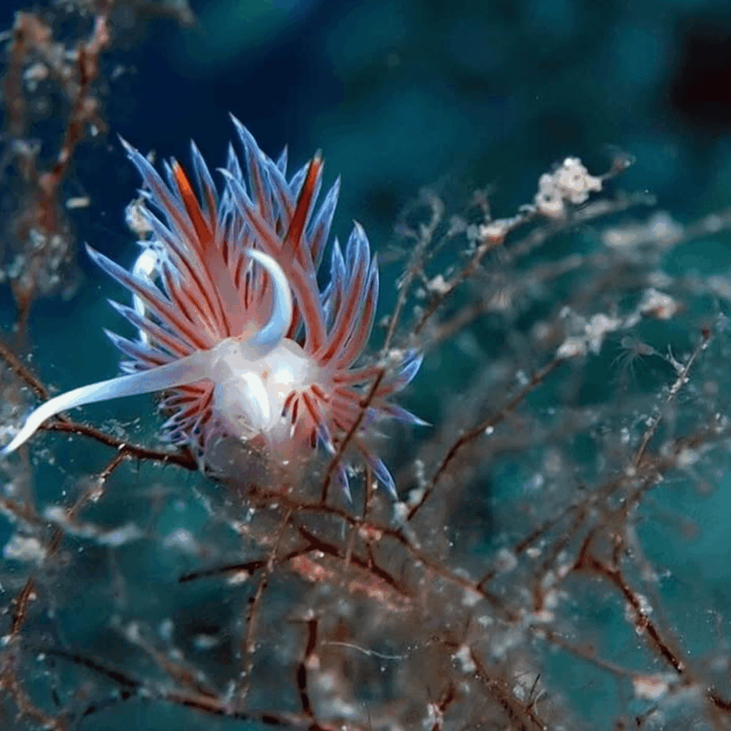 Nudibranch during a dive in Greece - Macro - Blue Island Divers