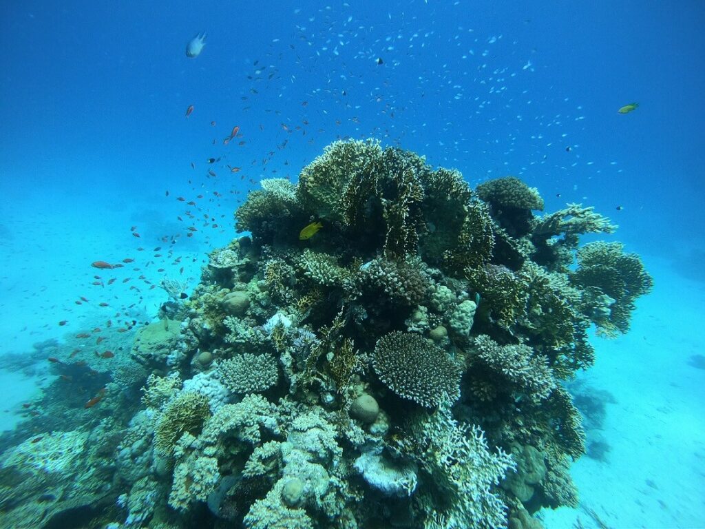 La plongée est une expérience inoubliable, de nombreuses choses sont à découvrir : sensation, vie marine, utilisation du matériel, etc... Diving is an unforgettable experience; there’s so much to discover: the thrill of it, marine life, how to use the equipment, and more...